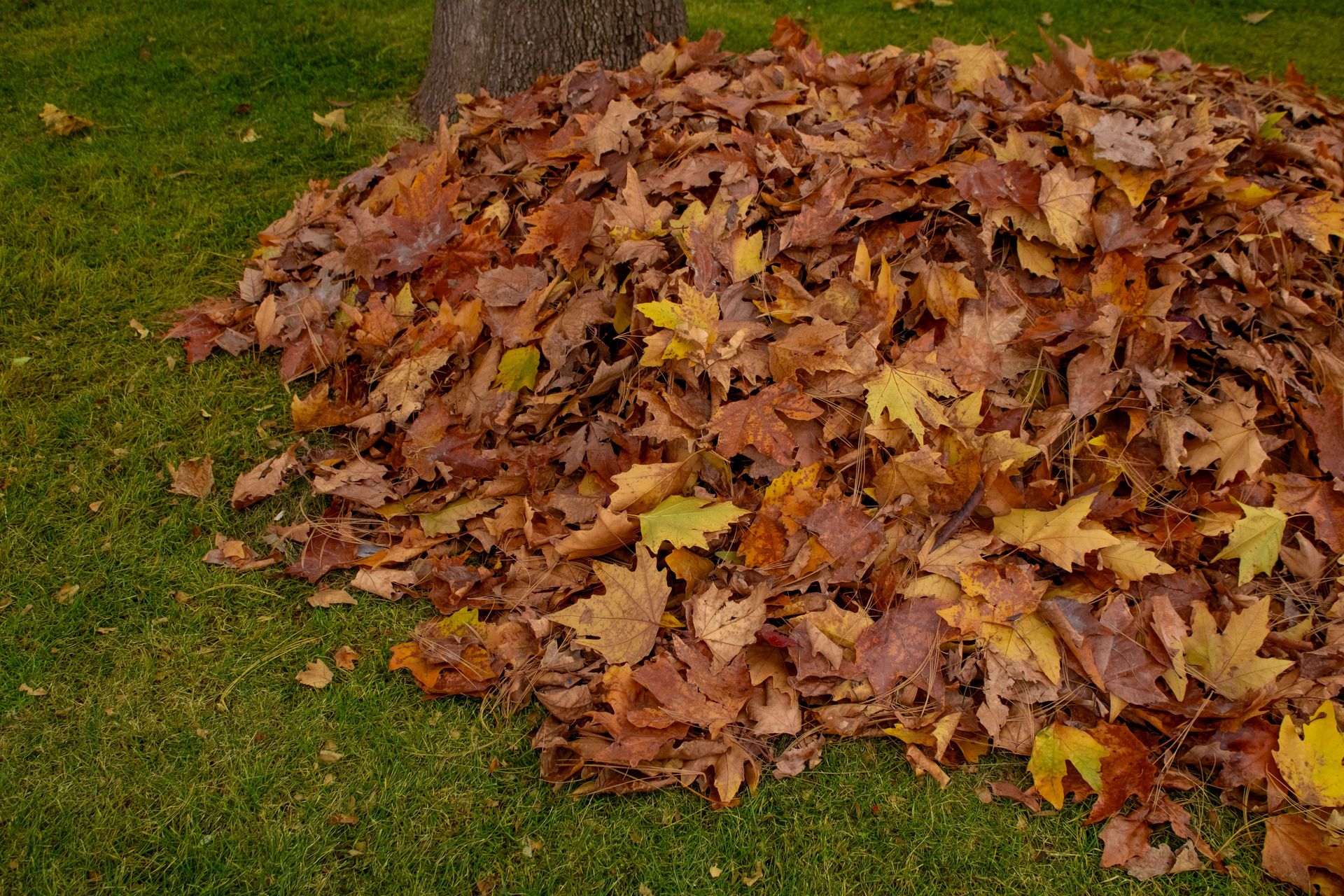 A vibrant pile of autumn leaves gathered on a lush green lawn, symbolizing the fall season.